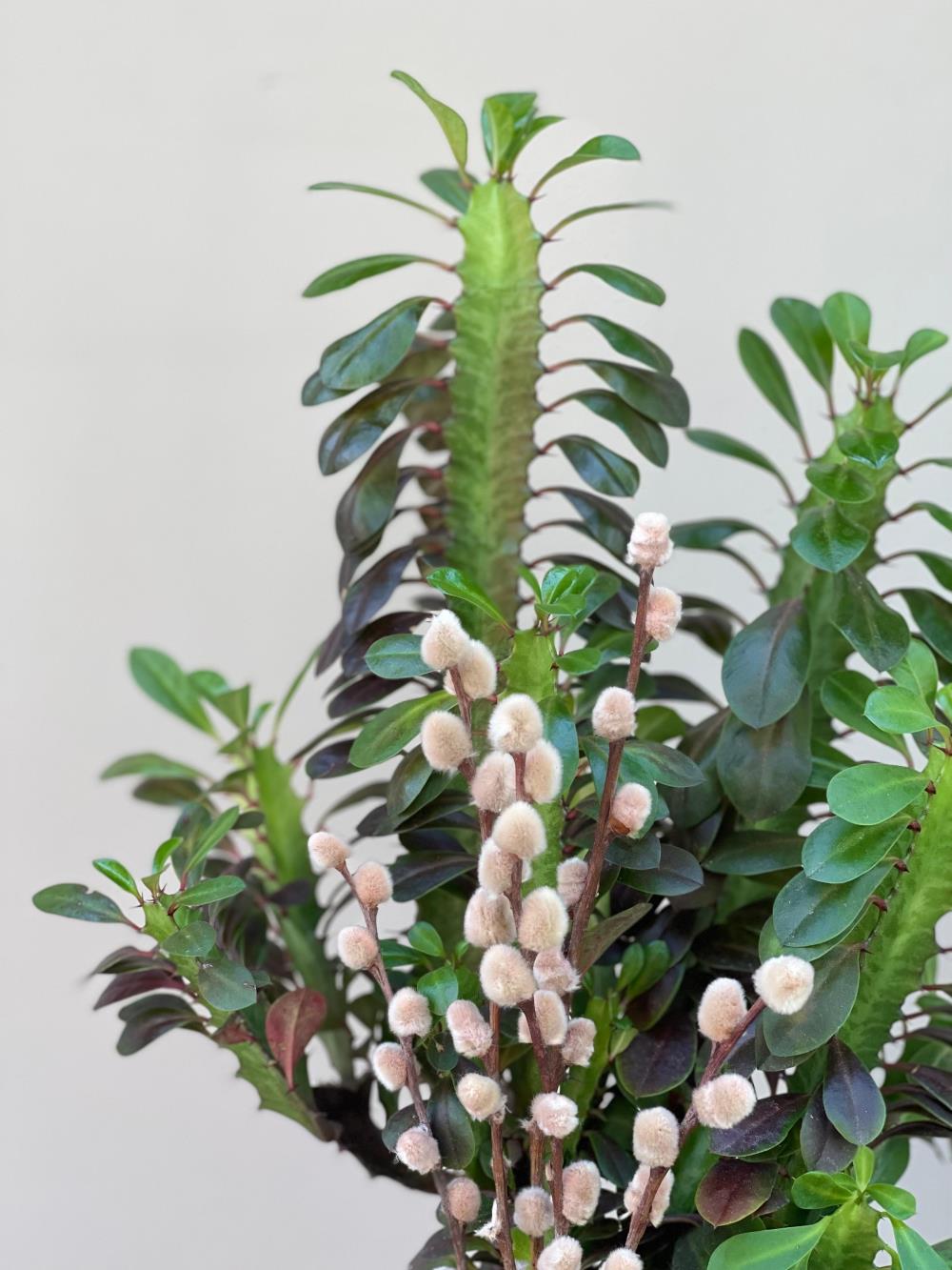 Pink Euphorbia Trigona Süt Ağacı